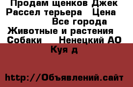 Продам щенков Джек Рассел терьера › Цена ­ 25 000 - Все города Животные и растения » Собаки   . Ненецкий АО,Куя д.